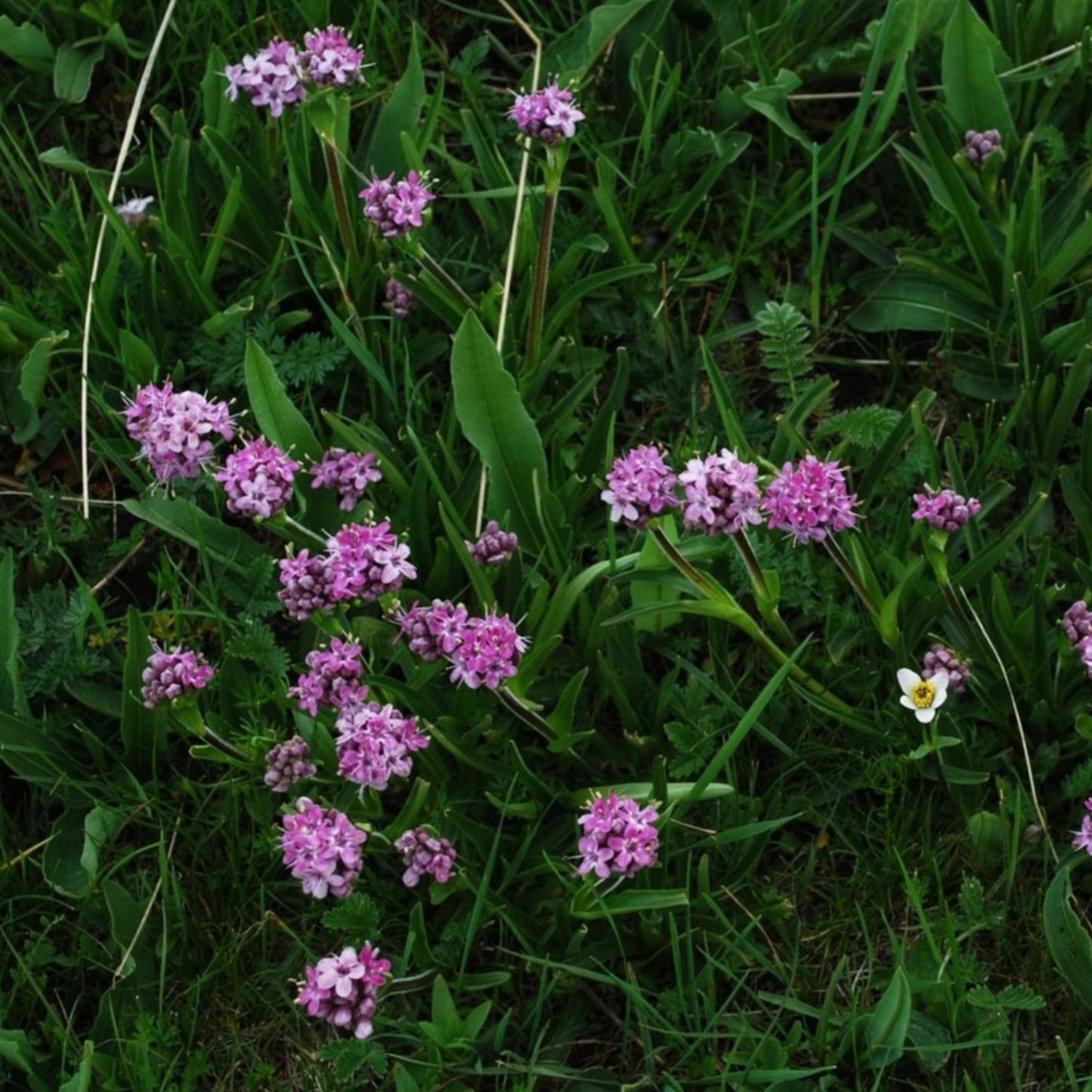 Namhya Jatamansi Powder- Promotes Brain cell & Helps in Hair Loss (100g)