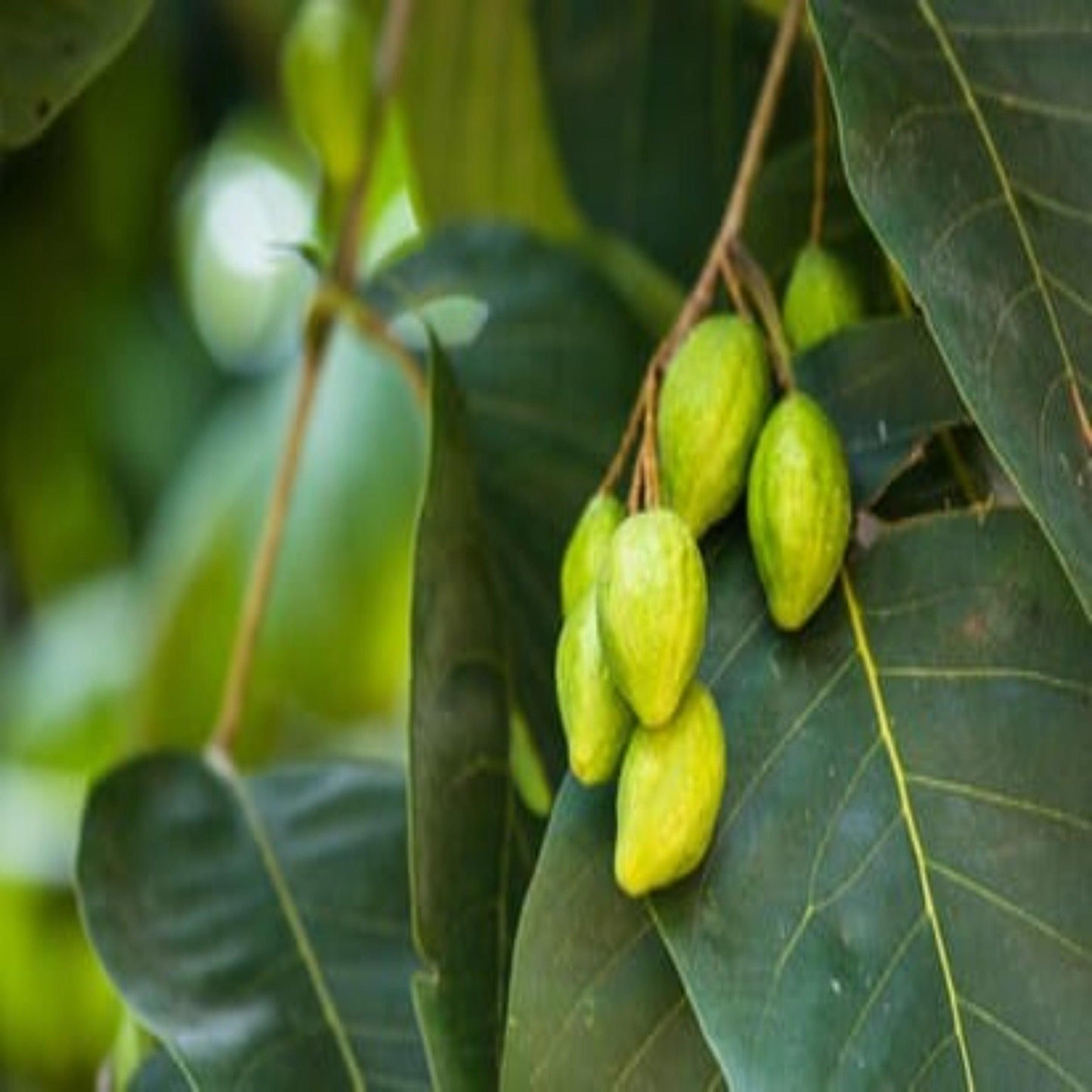 Namhya Haritaki or Harad (100g X 2) - for Good Immunity and Digestion (Pack of 2)