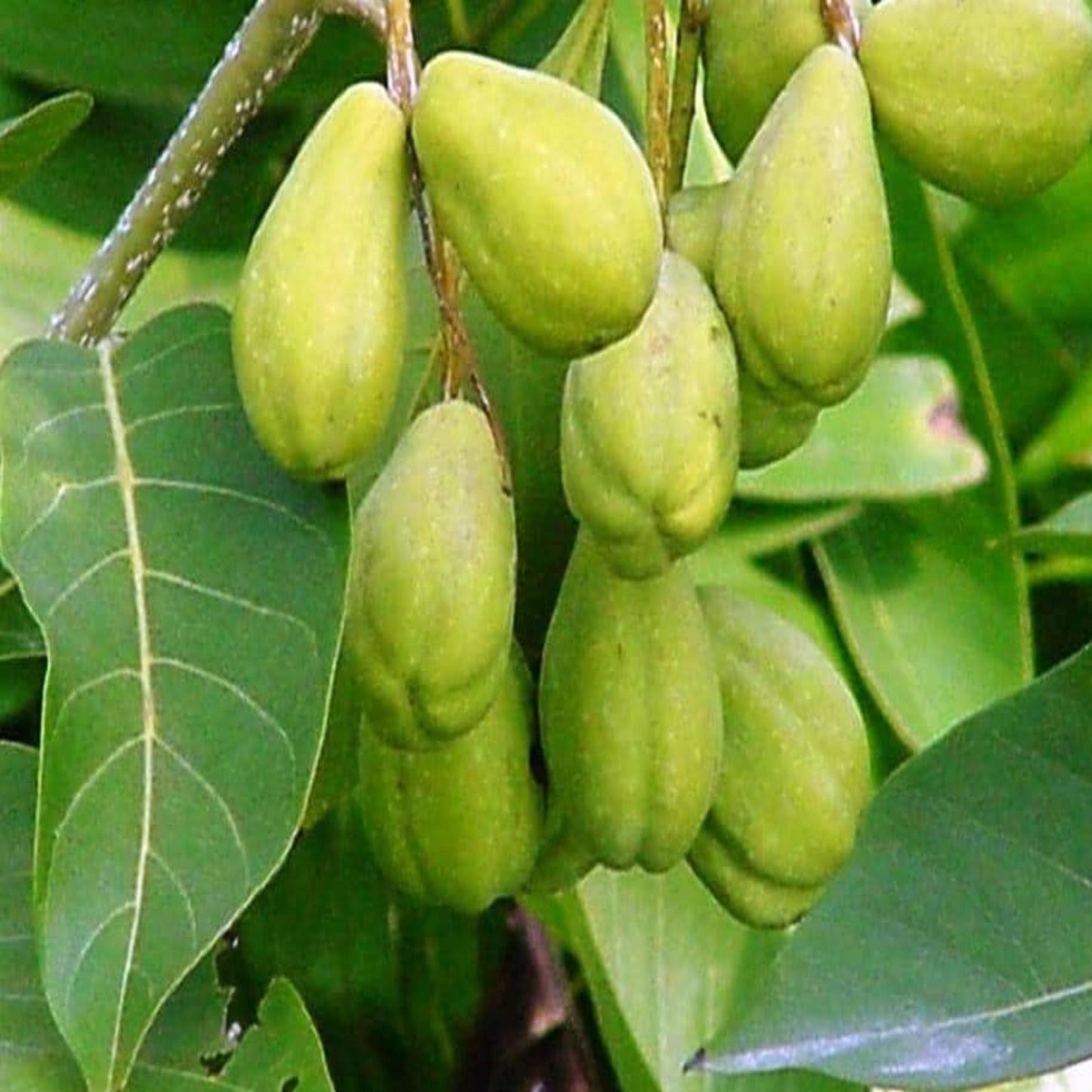 Namhya Haritaki or Harad (100g X 2) - for Good Immunity and Digestion (Pack of 2)